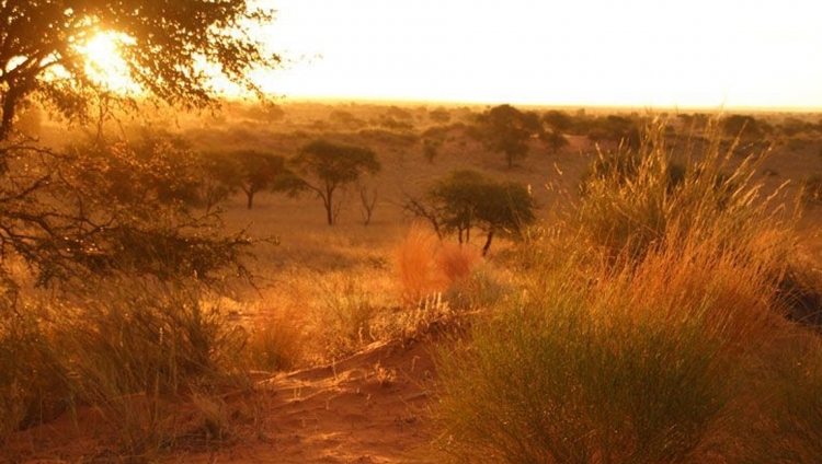 Kalahari Red Dunes Lodge - Sonnenaufgang